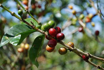Coffee beans - fruit
